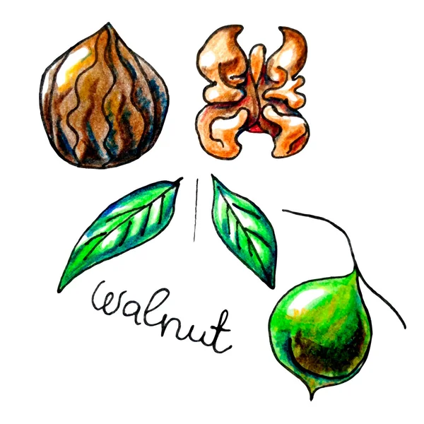 á Fruit to draw stock pictures, Royalty Free dried fruit draw images | download on Depositphotos®