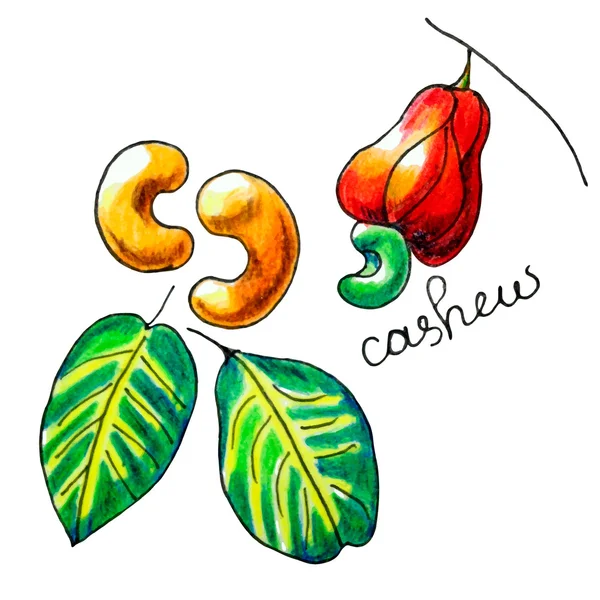 Cashew — Stockvektor