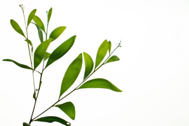 Kulak yaprağı akasyası veya Auriculiforis genellikle auri ya da kulak yaprağı akasyası ya da kulak akçaağacı olarak bilinir.