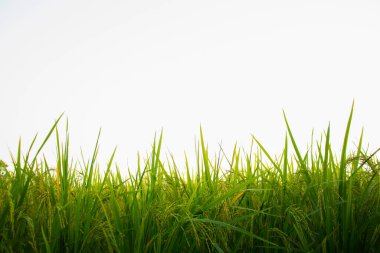 Beyaz bir arka planda yeşil çeltik bitkisi