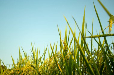 Yeşil sarı ve yeşil çeltik tarlaları mavi arka planda.