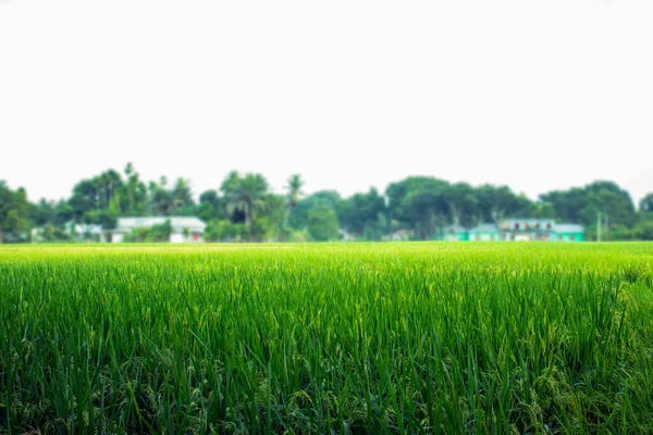 Arroz Verde Paddy Plant Close Paisagem Fundo — Fotografia de Stock