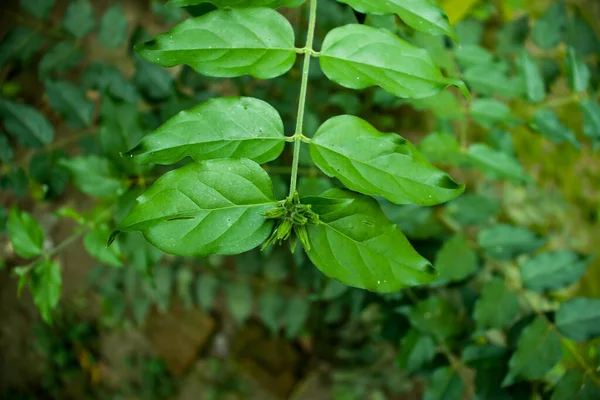 Een Groep Van Jasmijn Jui Bloemen Planten Van Bangladesh — Stockfoto