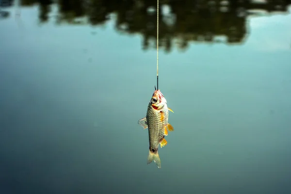 Agua Puntius Putti Peces Gancho — Foto de Stock