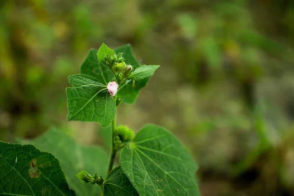 Pequena Planta Flor Grama Rosa Branco Atrás Estrada — Fotografia de Stock