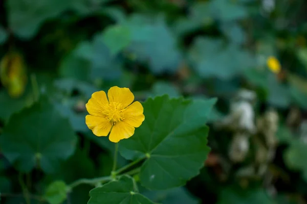 Amarillo Cerca Macro Flor Hierba Fuera Casa Una Hierba Verde —  Fotos de Stock