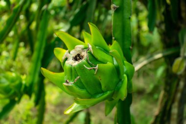 Birkaç farklı kaktüs türünün Pitaya ya da ejderha meyvesi