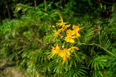 Krishnacura veya Delonix regia, bilimsel adı Delonix regia olan bir ağaç bitkisidir.