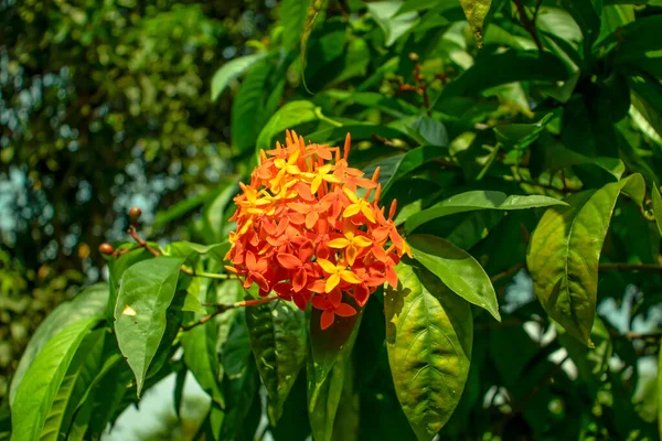 黄色とオレンジのラングーンの花またはイクソラまたはジャングルのゼラニウム — ストック写真