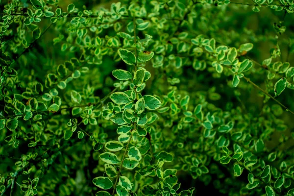 Twee Kleuren Natuur Wit Groen Blad Ook Een Mooie Decoratie — Stockfoto