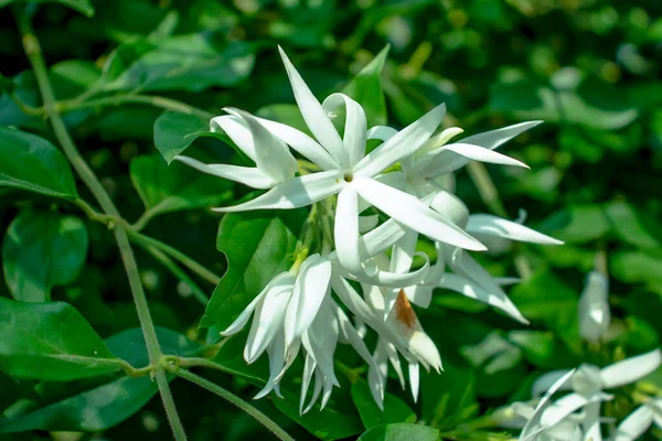 Ładny Biały Kwiat Jasmin Lub Jui Kwiaciarni Ogrodzie — Zdjęcie stockowe