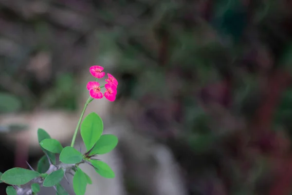 Agradable Fresco Colorido Hermoso Rosa Orquídea Sola Flor —  Fotos de Stock