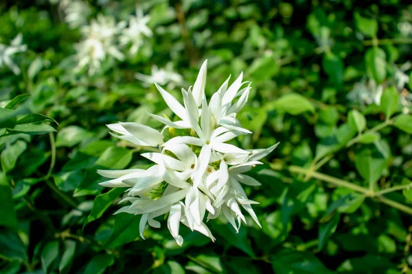 Group White Jasmin Jui Flower Flower Plant — Stock Photo, Image