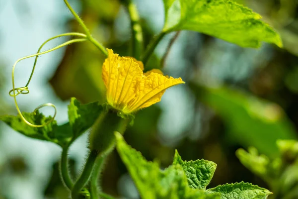 黄灰南瓜花和青菜或冬瓜或滑瓜 — 图库照片