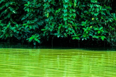 Gölge düşen ya da yeşil ağaçlara yansıyan gölete