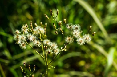 Bir grup küçük yün ve kürk Sokakta güzel çim çiçekleri
