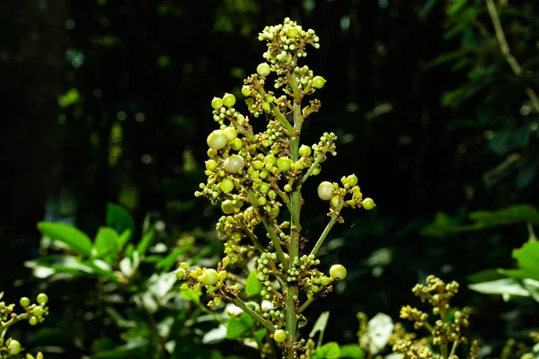 Vitis Een Geslacht Uit Grassenfamilie Poaceae — Stockfoto