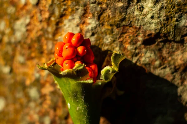 Taro Lub Naukowe Nazwisko Colocasia Esculenta Albo Kochu Pomarańczowy Kolor — Zdjęcie stockowe