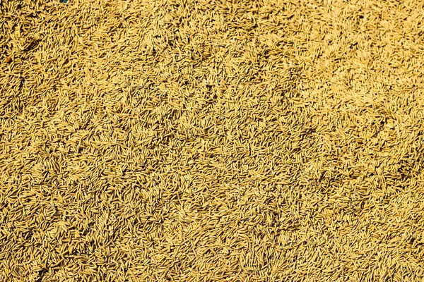 Сырой Рис Рисовый Процесс Солнце Получить Окончательный Рис — стоковое фото
