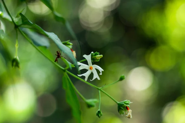 Nyctanthes Arbor Tristis Der Nachtblühende Jasmin Oder Shiuli — Stockfoto
