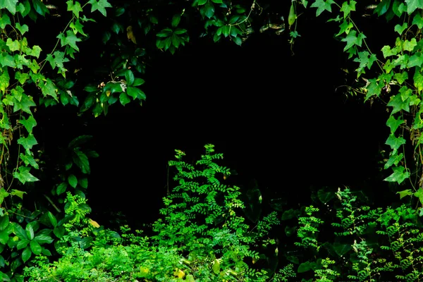 Натуральна Зелена Трава Квіткова Гарна Прикраса Глибокому Чорному Лісі — стокове фото