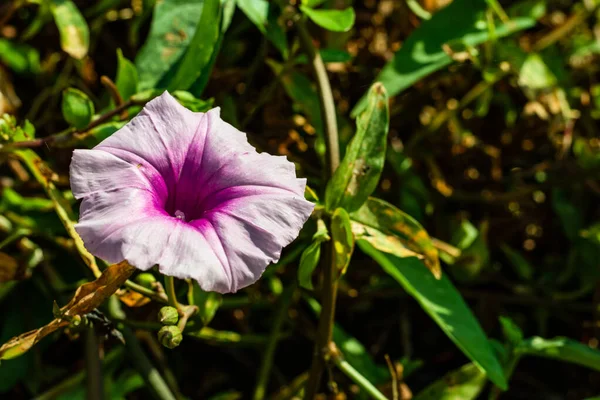 Krásná Ipomoea Carnea Květina Nebo Růžové Ráno Sláva Květiny — Stock fotografie