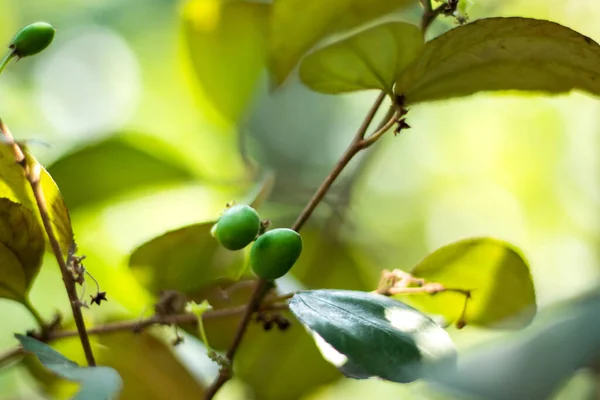 Mela Kul Boroy Verde Grande Frutto Cibo Dolce — Foto Stock