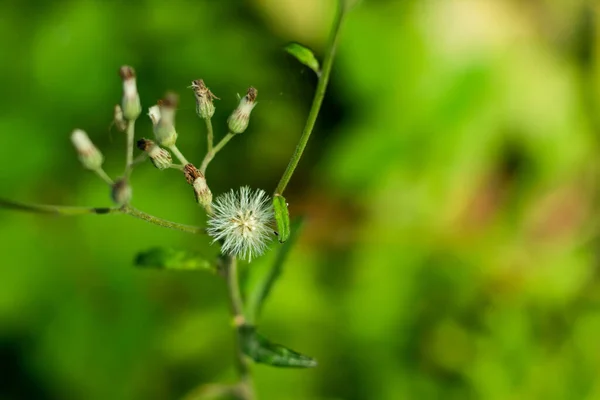 Eine Winzige Weiße Wolle Und Fell Schöne Grasblume Auf Der — Stockfoto