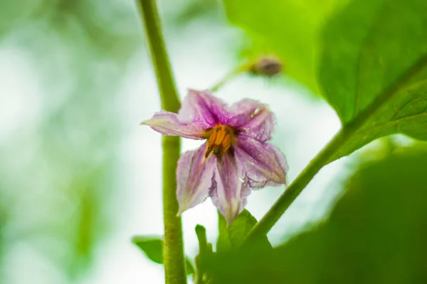 Fiore Brinjal Singolo Colorato Nel Giardino Famiglia — Foto Stock