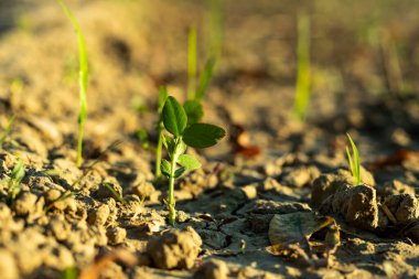 Pisum Sativum veya Bezelye küçük küresel bir tohum veya sebzedir.