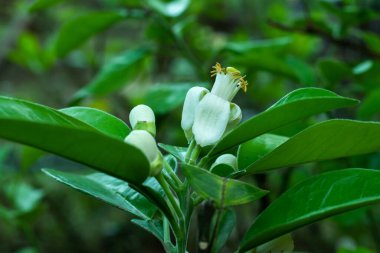 Beyaz tomurcuklar kırbaçlanıyor Sahte portakal ağaçları veya Murraya paniklemesi çiçek açıyor