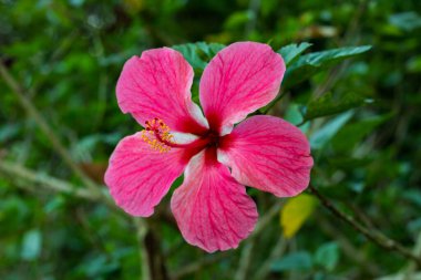 Çin gülü ve ayakkabı çiçeği olarak da bilinen çok renkli Hibiscus rosa-sinensis.
