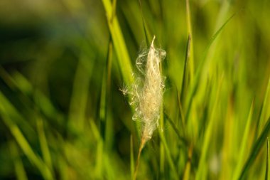 Yeşil arka planda Kash 'in beyaz sonbaharı.