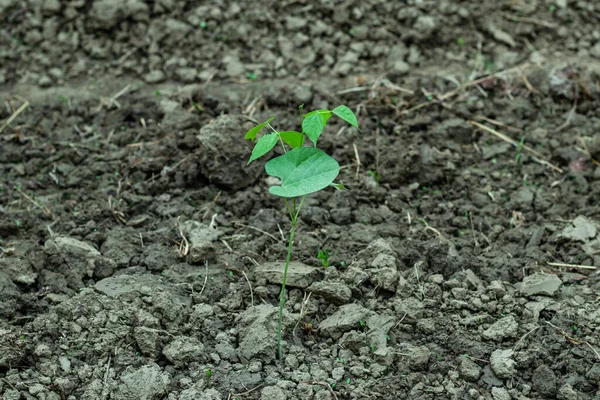 発芽後 豆の種からの苗が地面に植えられています — ストック写真