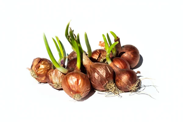 Regrow Sprouted Onion Onions Usually Grown Seed — Stock Photo, Image