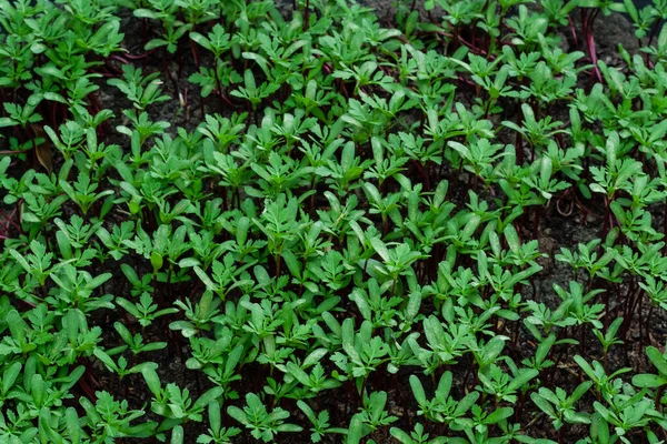 Φύτευση Τεράστιο Πολύχρωμο Δέντρο Marigold Genda Δέντρο Από Σπόρους — Φωτογραφία Αρχείου