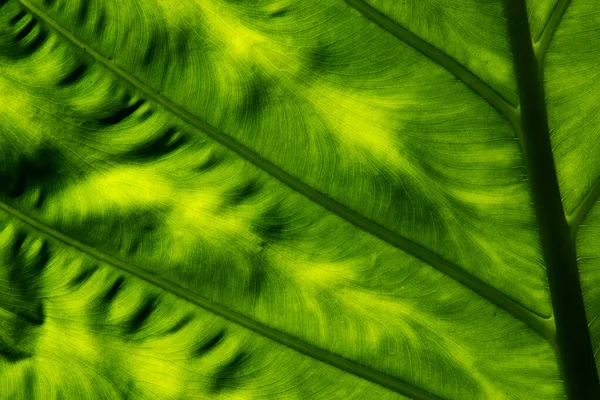 Colocasia Esculenta Kachupata Que Refletia Luz Solar Por Trás Dele — Fotografia de Stock