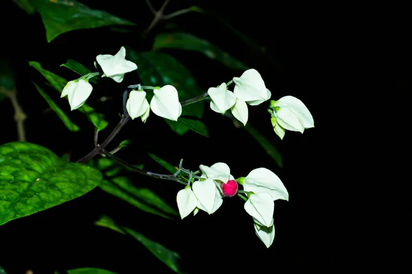 Sangrado Del Corazón Glorybower Clerodendrum Thomsoniae Plantas Flores — Foto de Stock