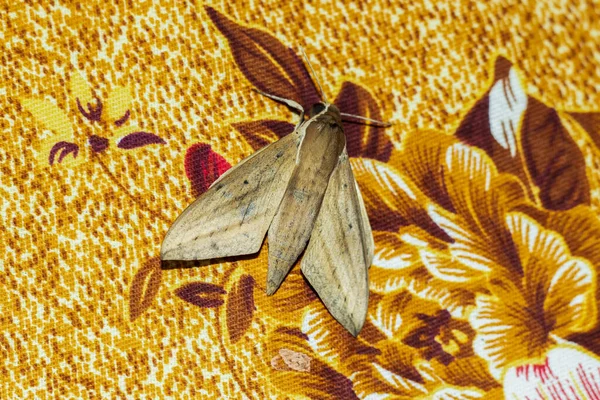 Brown Deep Gray Dead Butterfly Bedsheet Royalty Free Stock Images