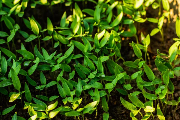 Enormes Plantas Caléndula Siembra Jardín Casero Venta — Foto de Stock