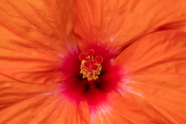 Большой Апельсин Цветок Hibiscus Sinensis Китайский Гибискус — стоковое фото