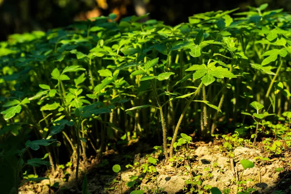 用番茄种子在土壤中种植成组的番茄 — 图库照片