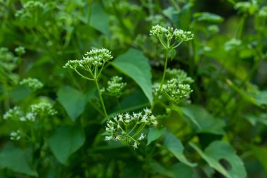 Yeşil sarmaşık, küçük beyaz çimen, ormandaki çiçek fidanı.
