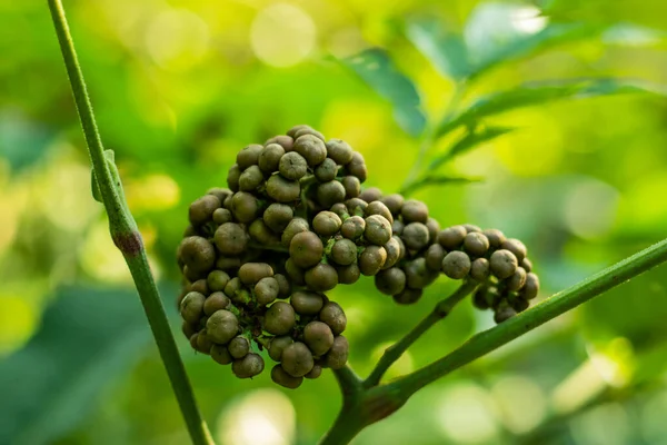 Gri renk, ormanın küçük kiraz meyvesi. Özel bitkiler.
