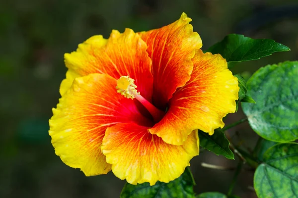 Flor Joba Grande Colorido Hibiscus Rosa Sinensis Closeup — Fotografia de Stock