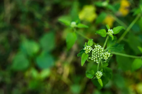 Knochensatz Oder Auch Als Agarweed Fieberkraut Bekannte Schwitzende Pflanzen — Stockfoto