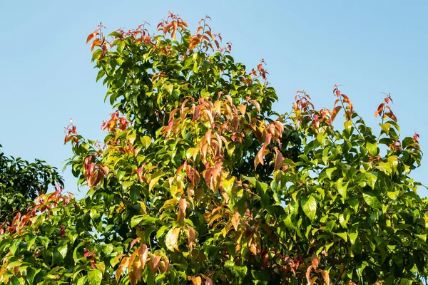 Stor Oliver Träd Multi Färg Löv Upp Den Blå Himlen — Stockfoto