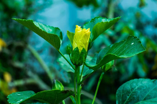 Hibiscus Rosa Sinensis También Conoce Como Rosa China Flor Del —  Fotos de Stock