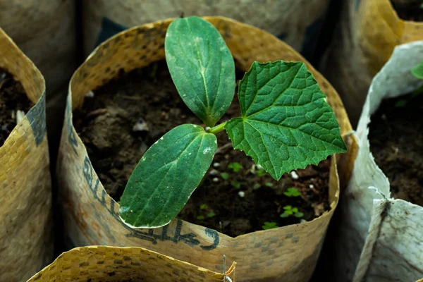 Grüner Gemüsebaum Wächst Auf Plastiktüten Vom Saatgut Zum Agrarunternehmen — Stockfoto