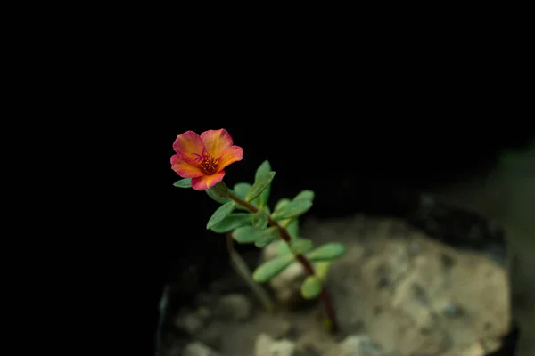 Portulaca Oleracea Little Hogweed Pétalos Multicolor Hierba Flor —  Fotos de Stock